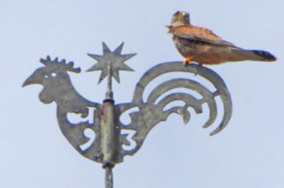 Falke, Hahn auf Kirchturm Kleinern, Ferienhaus Emma, Maschke